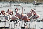 Flamingoes